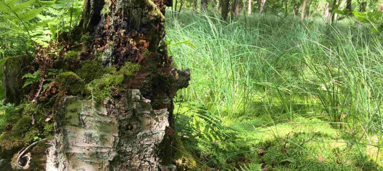 Im Schwing-Moor // &copy; np-msk