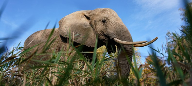 © Elefantenhof Platschow