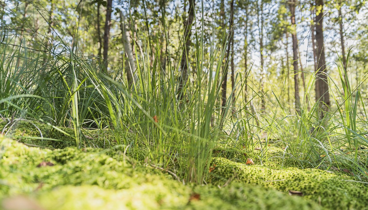 Moorwandeling, © André Pristaff / Tourismus- und Kur GmbH Graal-Müritz