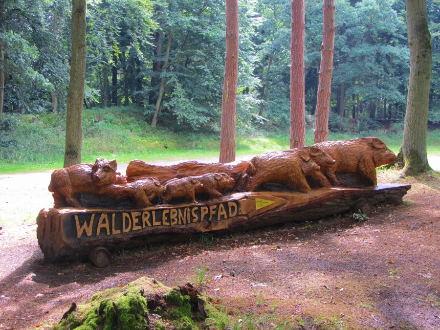 Entrance forest adventure trail