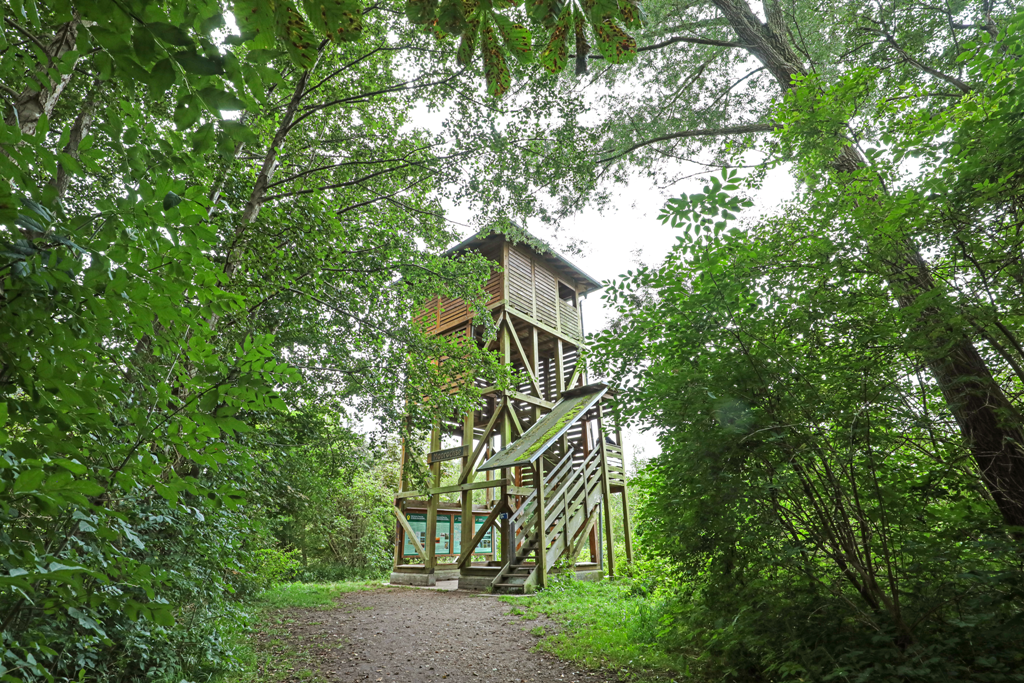 Moorochse uitkijktoren ten noorden van het Plau-meer, © TMV/Gohlke