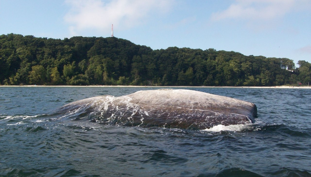 Buskamtage (c) Kurverwaltung Goehren, © Kurverwaltung Goehren Buskamtage (c) Kurverwaltung Goehren, © Kurverwaltung Goehren