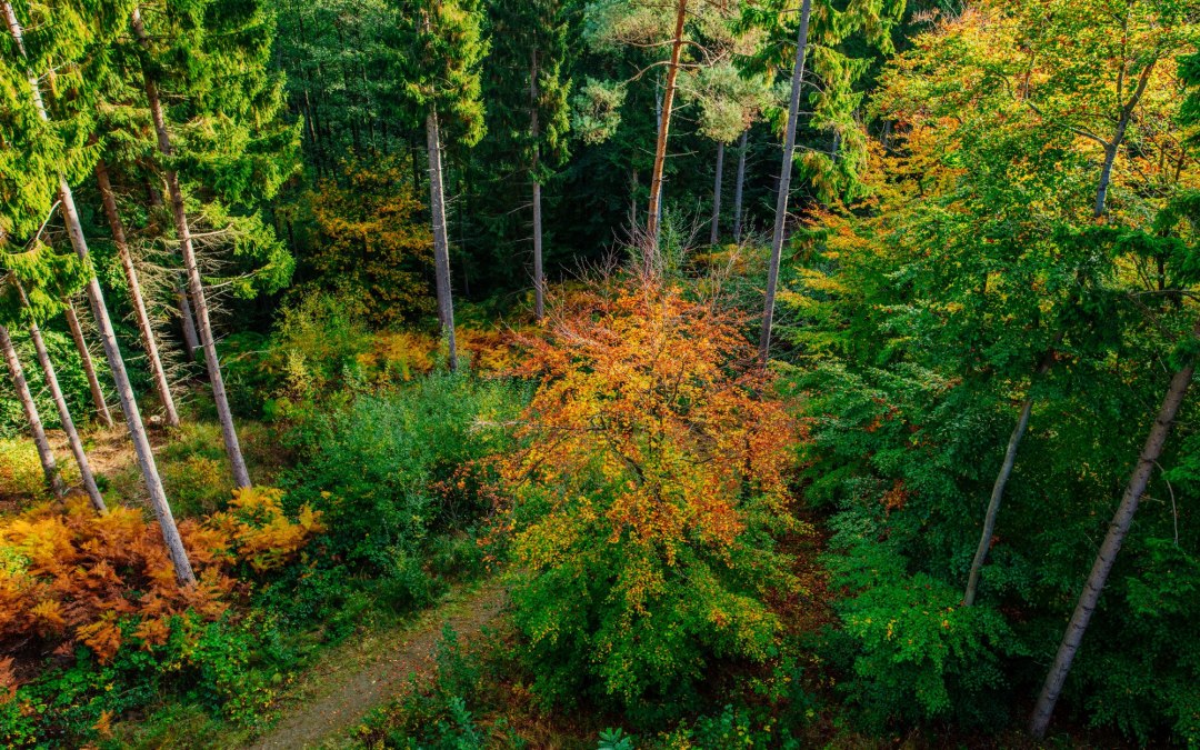 Familieavontuur: Olympische Spelen in het bos, © Binzer Bucht Tourismus