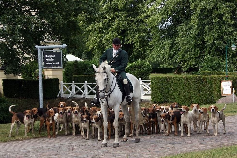 rider-with-a-meute, © Mecklenburger Meute