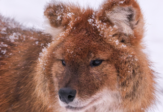 Wintersafari im Zoo Schwerin. Lernt den Zoo und seine Bewohner nach regulärer Schließzeit bei einer exklusiven Wintersafari kennen. // © Zoo Schwerin Wintersafari im Zoo Schwerin. Lernt den Zoo und seine Bewohner nach regulärer Schließzeit bei einer exklusiven Wintersafari kennen. // © Zoo Schwerin