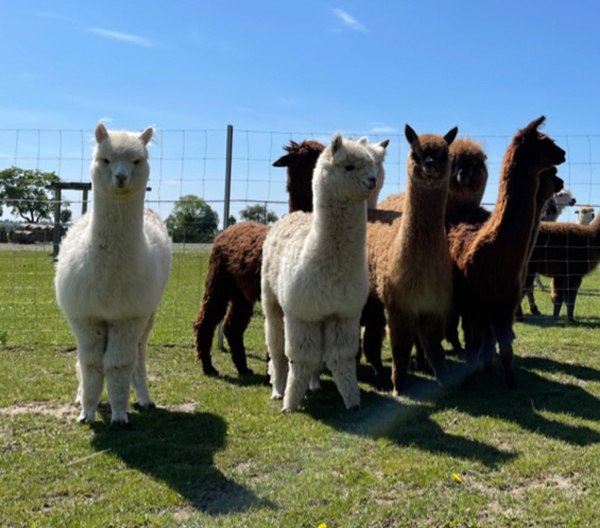 Ervaringen met dieren, &copy; localtour