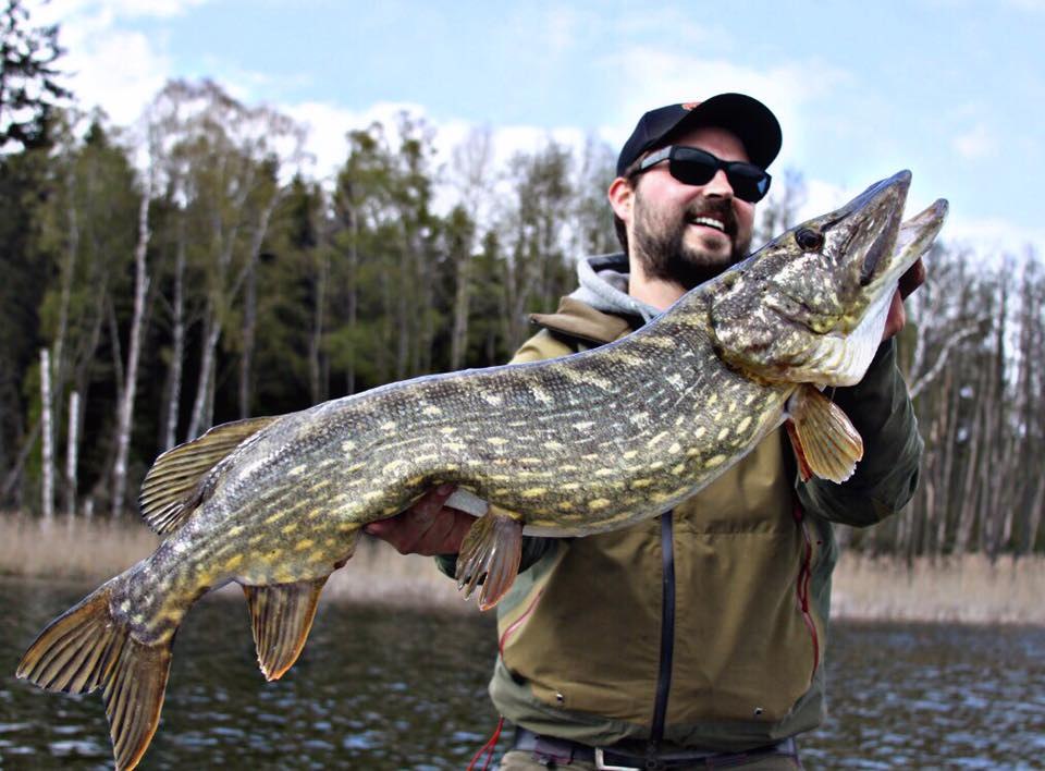 Beautifully drawn pike from Mecklenburg-Vorpommern, © Steven Carle Beautifully drawn pike from Mecklenburg-Vorpommern, © Steven Carle