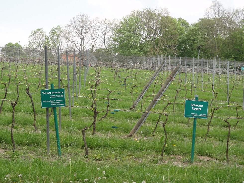 Vines // © B. Fischer Vines // © B. Fischer