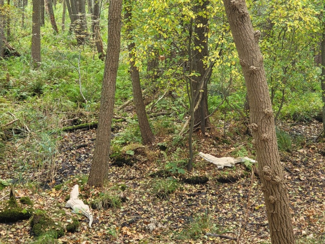 © Dr. Diana Siebert © Dr. Diana Siebert