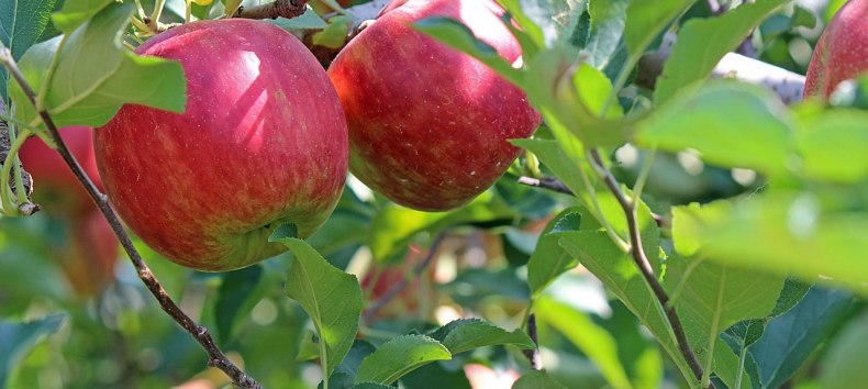 Old apple tree, &copy; kiyu_01