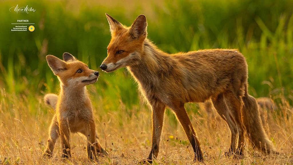 "Fenja, przybrzeżna lisica" // &copy; Mario M&uuml;ller