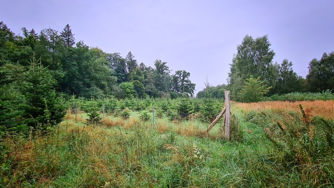 Klimaatbos Sehlen, © Landesforst MV
