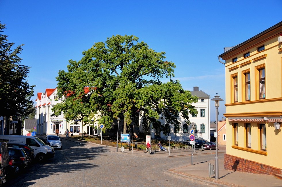 Dąb Billroth, © Tourismuszentrale Rügen