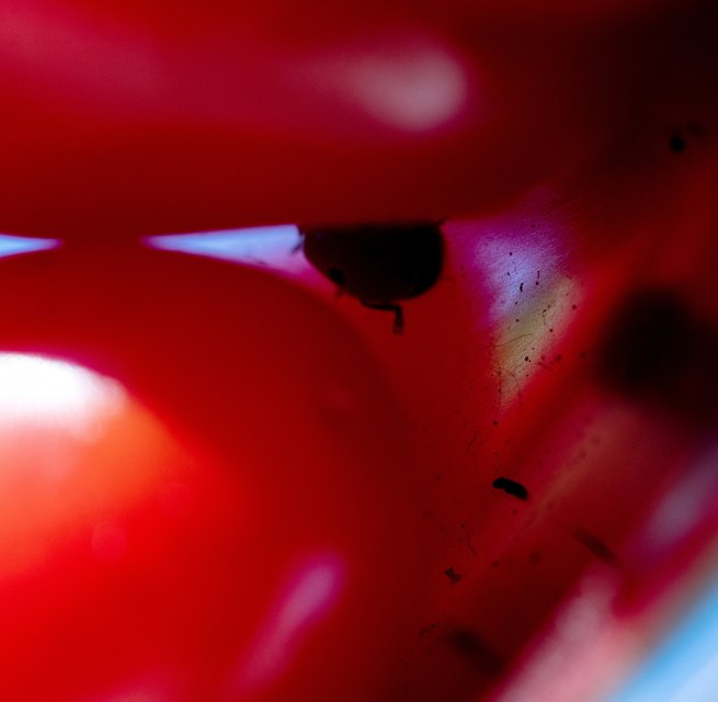 © Courtesy: Paul Niedermayer & The Wig, Berlin.