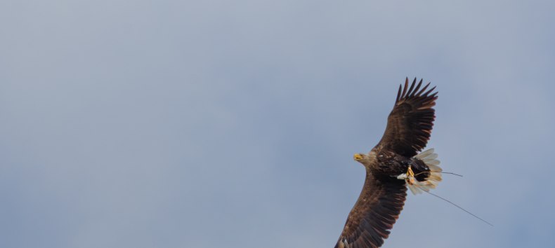 © Kevin Hempel/ Vogeltouren MV