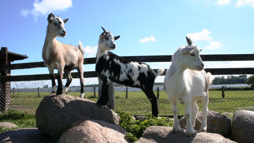 Op de Kliewe avonturenboerderij zijn er veel kinderboerderijdieren, zoals geiten, © Erlebnis-Bauernhof Kliewe/Susanne Kliewe