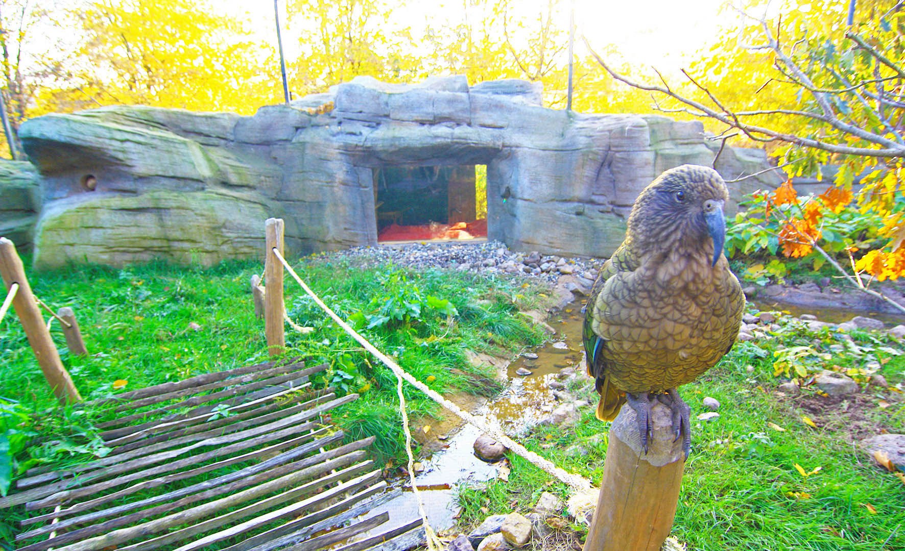 In the bird park Marlow in the kea cave - a kea looks directly into a window pane eye to eye