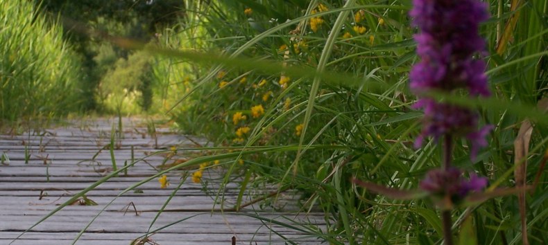 &copy; Kurverwaltung Feldberger Seenlandschaft