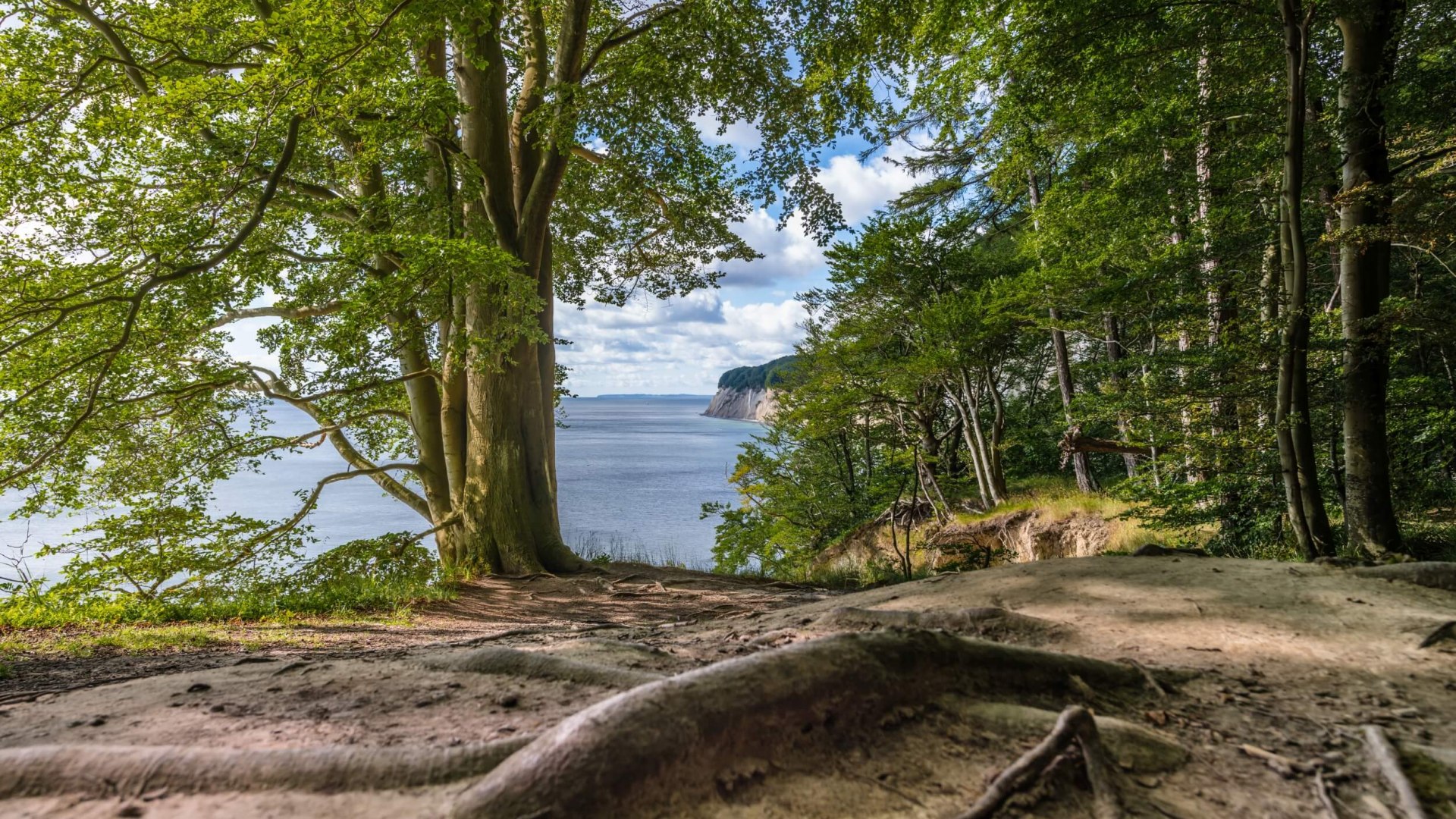 View through the beech forest in the Jasmund National Park and behind it the steep coast of the island of R&uuml;gen.