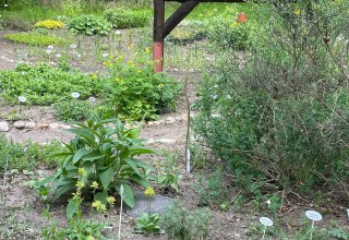 Wild plant garden // &copy; Annette Schmidt