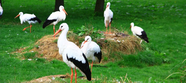 Dostępny wybieg dla bocianów białych w Marlow Bird Park, © Vogelpark Marlow