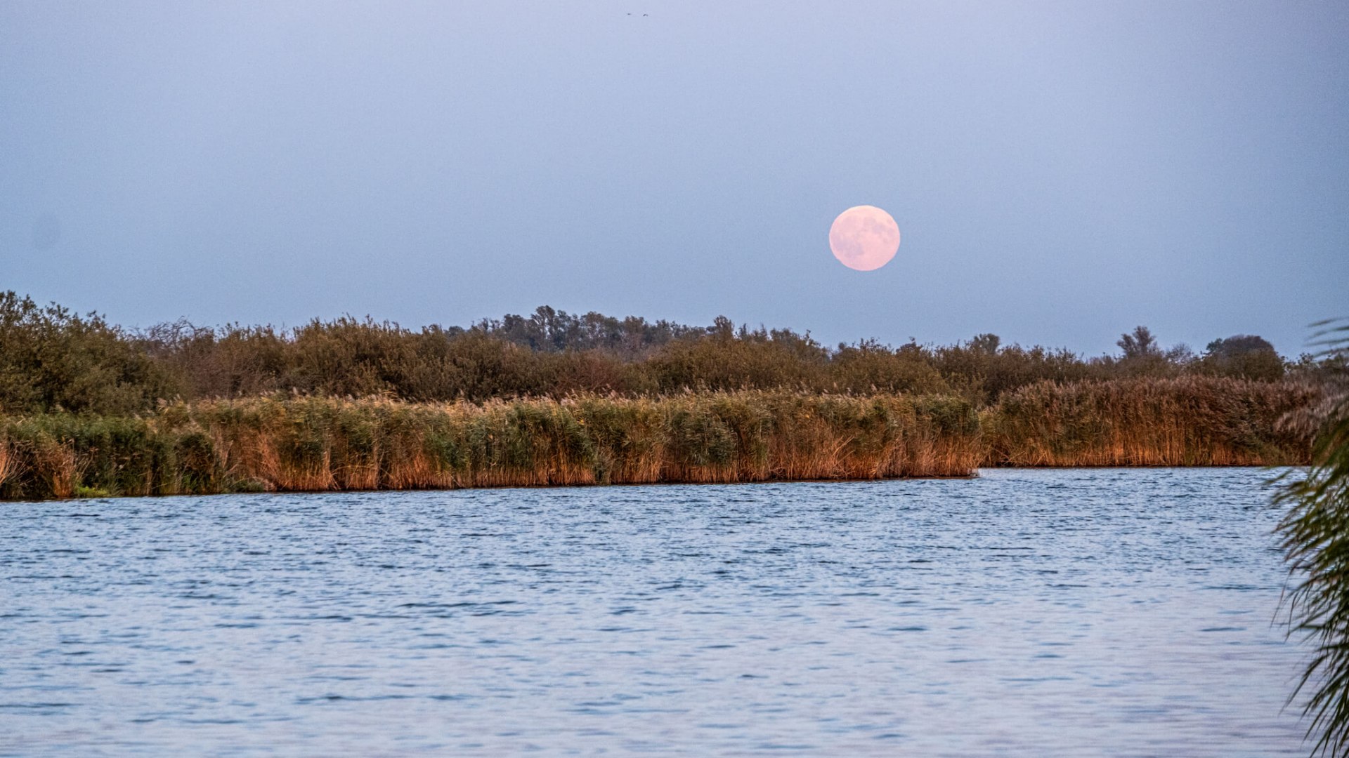 Volle maan boven de Peene, omringd door rietkragen en kalm water.