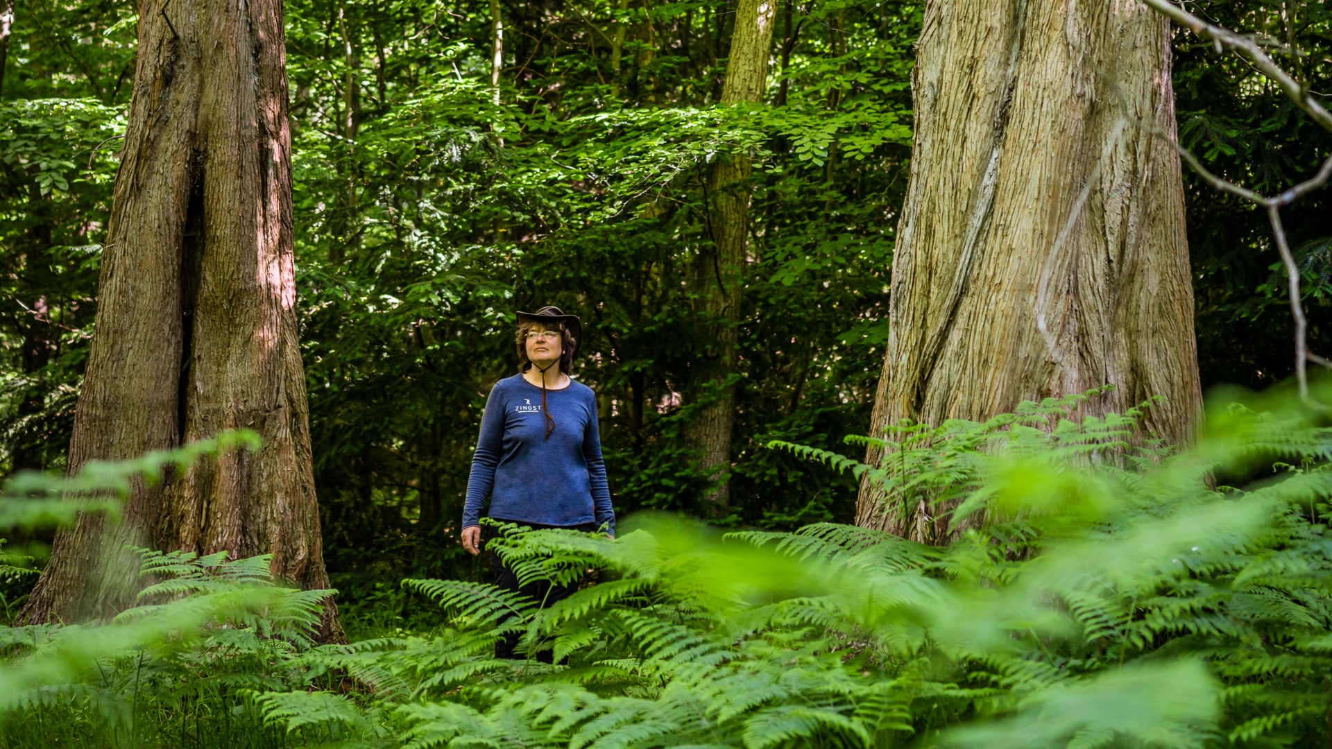 Hiking guide Sylva Juhnke at the sequoia trees in the Osterwald forest on Zingst. // Hiking guide Sylva Juhnke at the redwood trees in the Osterwald on Zingst. // © MV-T/Tiemann Hiking guide Sylva Juhnke at the sequoia trees in the Osterwald forest on Zingst.