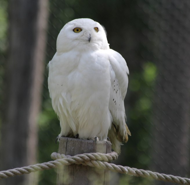 Snowy owl on the Eulenberg in the Wildpark-MV, © Wildpark-MV