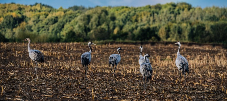 Kraanvogels in een veld, © Naturerlebnis_Rügen