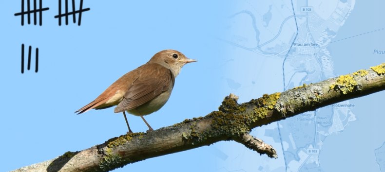 How many nightingales sing in Plau am See? // &copy; Foto: Romzig, Wikimedia Commons, Karte: openstreetmap.org