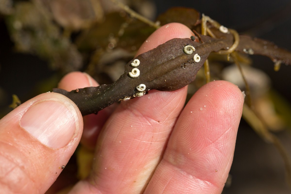 Post squirrel worms on a seaweed // © BUND Rostock Post squirrel worms on a seaweed // © BUND Rostock