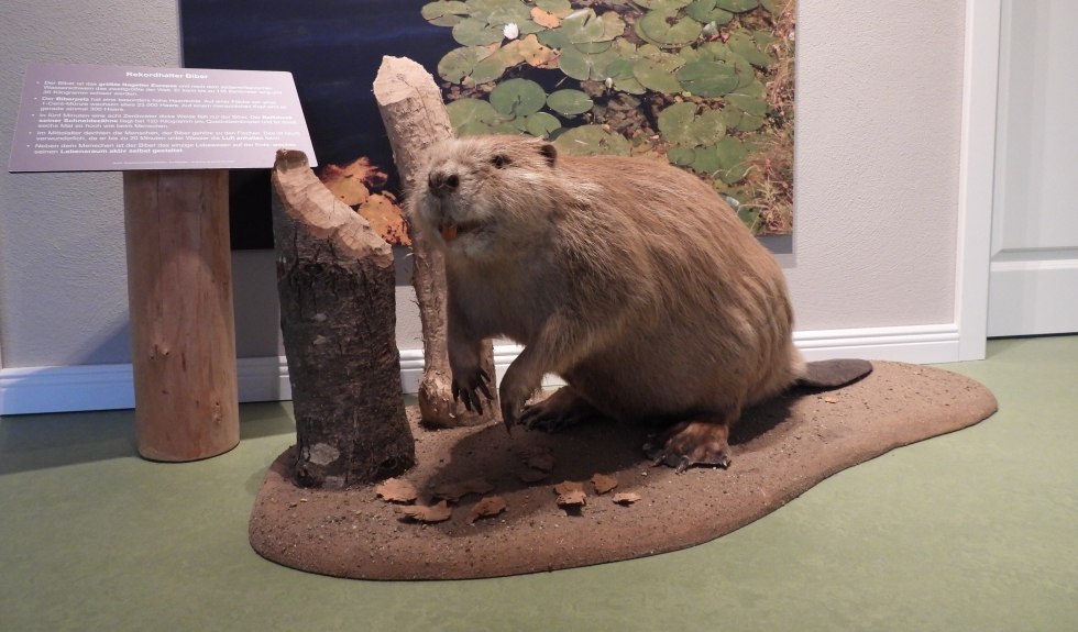 De bever komt oorspronkelijk uit de Recknitz. // © Martin Hagemann De bever komt oorspronkelijk uit de Recknitz. // © Martin Hagemann