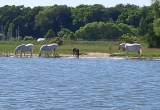 Romantic scene on the Peene River. An unforgettable moment between sky, water and horsesThe Peene River glistens dreamily in the radiant sunlight, while a light wind gently flutters the sails of the yacht.  The weather couldn't be more beautiful - every ray of sunshine tickles the skin and makes the heart grow fonder, while a herd of horses grazes directly on the flat, green shore. Their manes gleam in the light, and every now and then one of them tosses its head curiously, its nostrils turned towards the water. They seem almost close enough to touch - from the yacht, you would think you could touch the silky backs of the animals with an outstretched arm, and the lush green of the grass forms a wonderful contrast to the bright blue of the sky and the calm river. The horses graze peacefully, close together, some trotting playfully along the bank. Their gentle snorting and the soft rustling of the stalks mingle with the lapping of the waves - a symphony of nature that makes this moment unforgettable.there is a touch of romance about the scenery: the bond between the animals, their freedom between the sky and the water, the feeling of being part of this beauty. It is one of those rare moments when time seems to stand still and the world is simply perfect. // &copy; byc