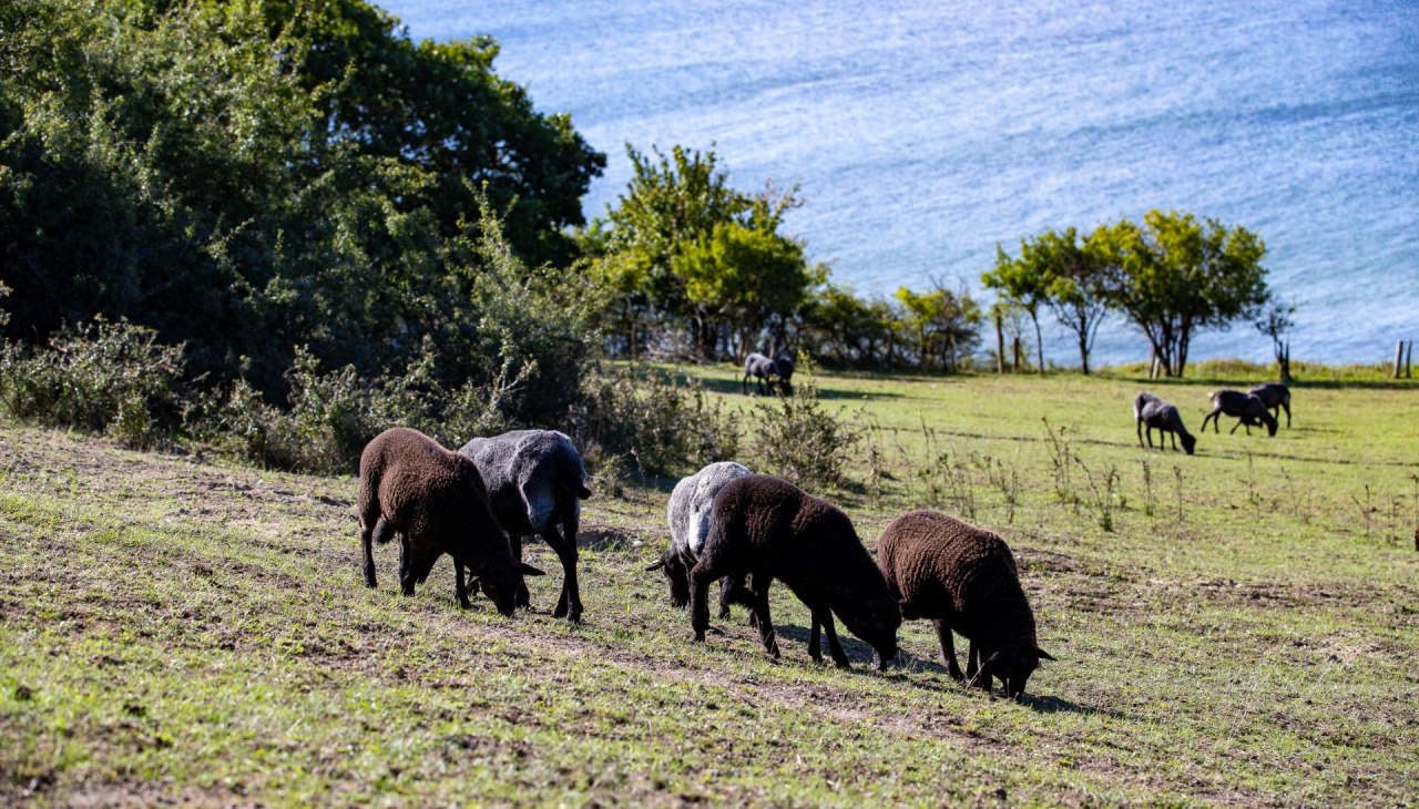 Auteur leest Oekohof Martin Stoever augustus 2020_P5I4177, © Kurverwaltung Goehren / Martin Stoever Auteur leest Oekohof Martin Stoever augustus 2020_P5I4177, © Kurverwaltung Goehren / Martin Stoever