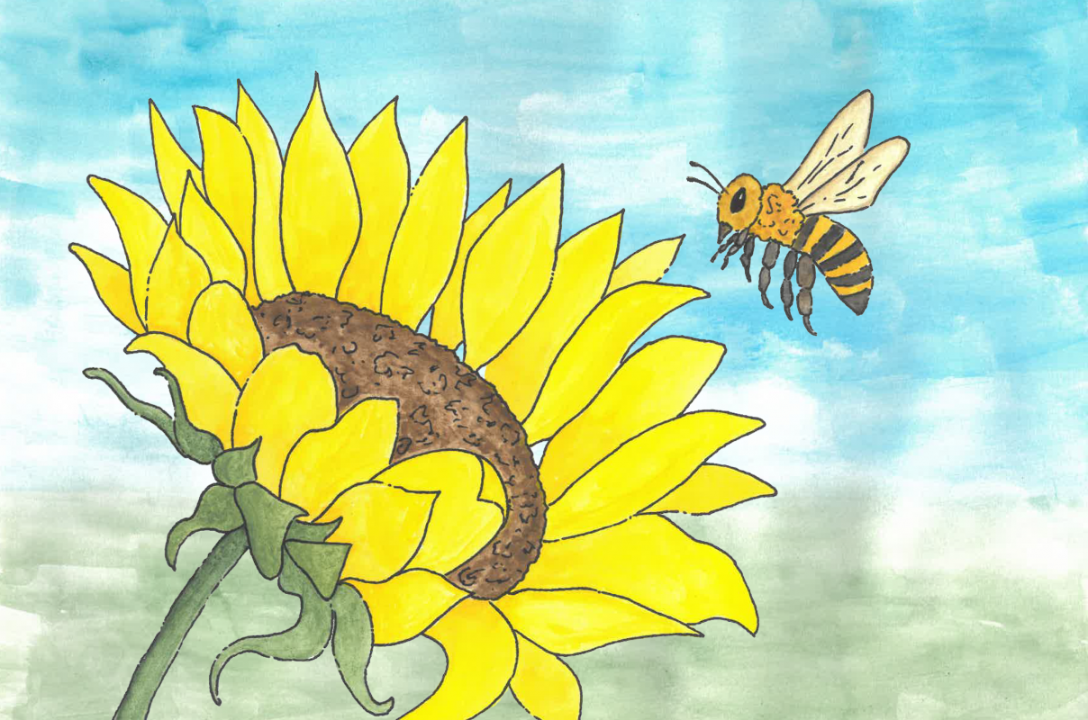 a drawing, bee flies to the sunflower blossom // © Müritzeum a drawing, bee flies to the sunflower blossom // © Müritzeum