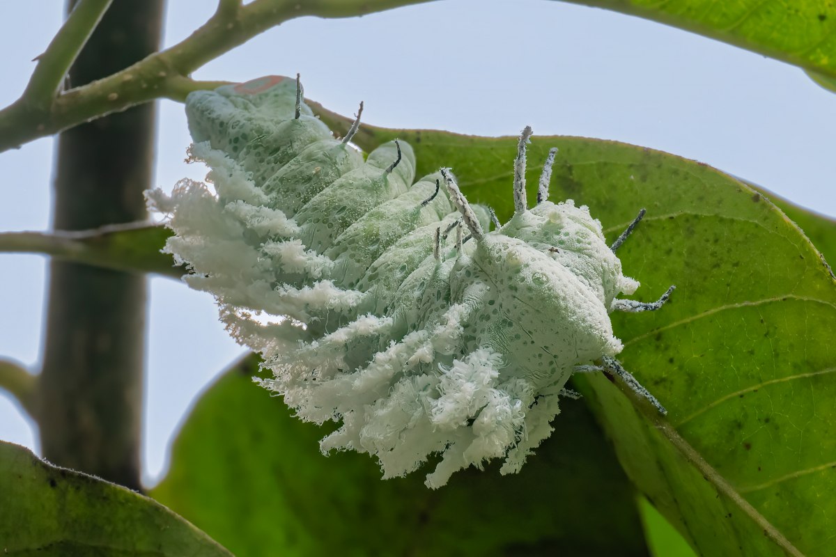 Raupe Atlasspinner2, &copy; Schmetterlingswelt Kl&uuml;tz