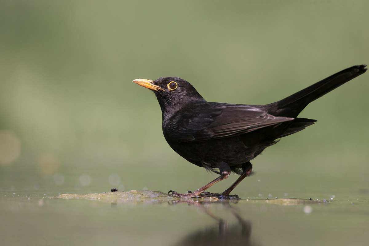 0323-maerz-amsel, &copy; Nationalpark-Zentrum K&Ouml;NIGSSTUHL