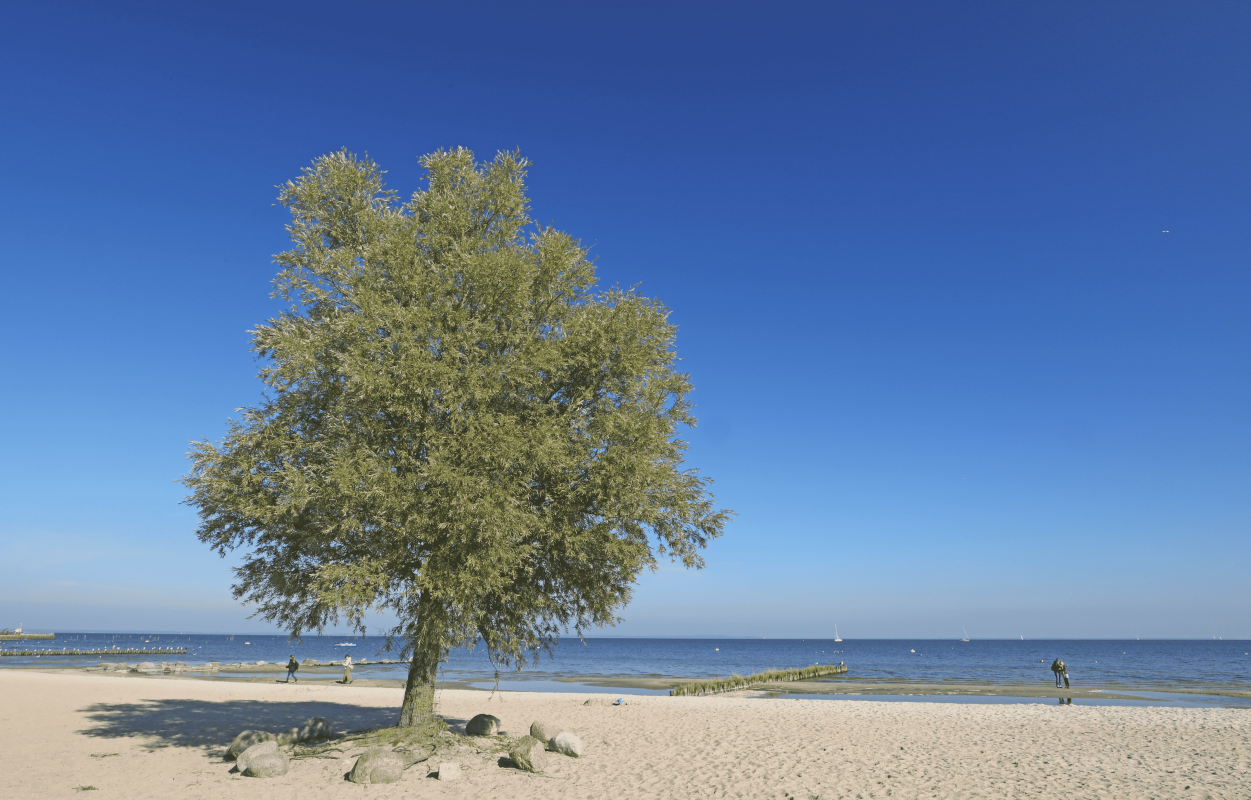 Beach, &copy; TMV/Gohlke