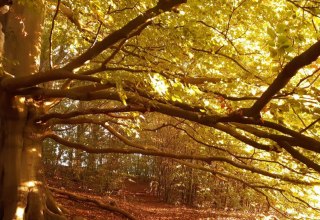 &copy; Susanne Behnke