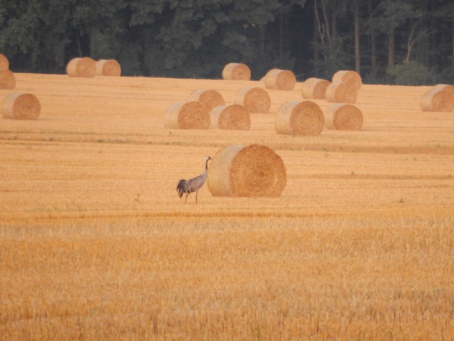 DSCN0640, © Rundbus Plauer See