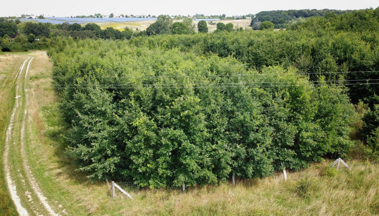 Klimatyczny las Neubrandenburg, © Landesforst MV