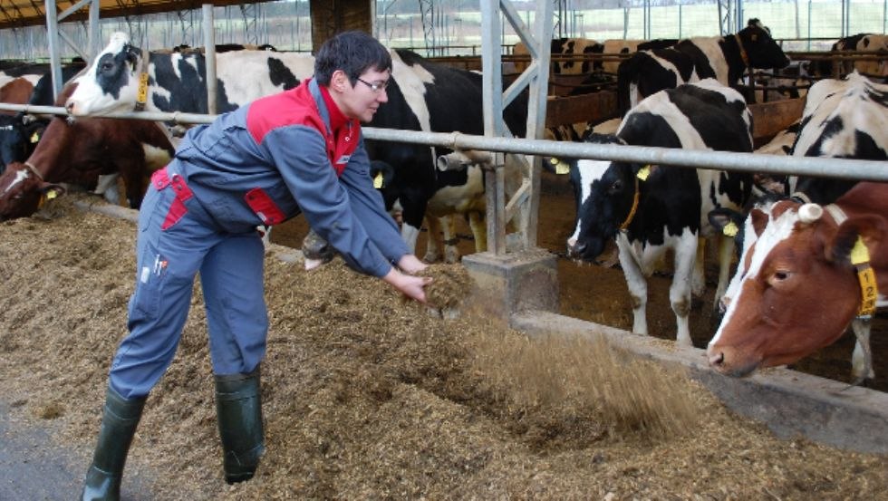 Kuh-TV broadcasts live from the barn and thus shows the view behind the scenes, © Peeneland Agrar GmbH