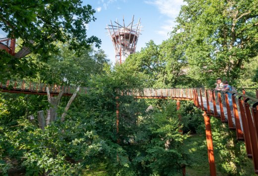 Gezinnen en natuurliefhebbers kunnen de geheimen van bomen ontdekken op het nieuwe boomkroonpad Ivenacker Eichen, © TMV/Tiemann