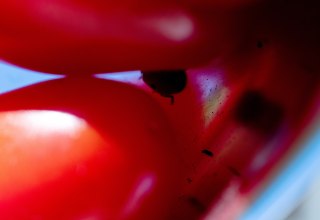 © Courtesy: Paul Niedermayer & The Wig, Berlin. © Courtesy: Paul Niedermayer & The Wig, Berlin.