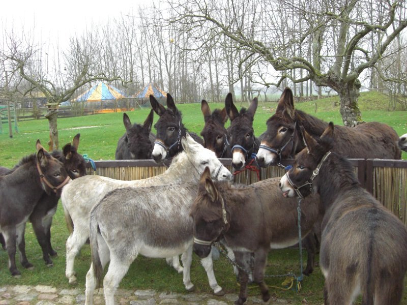 De ezelsfamilie, © Eselhof Schlage