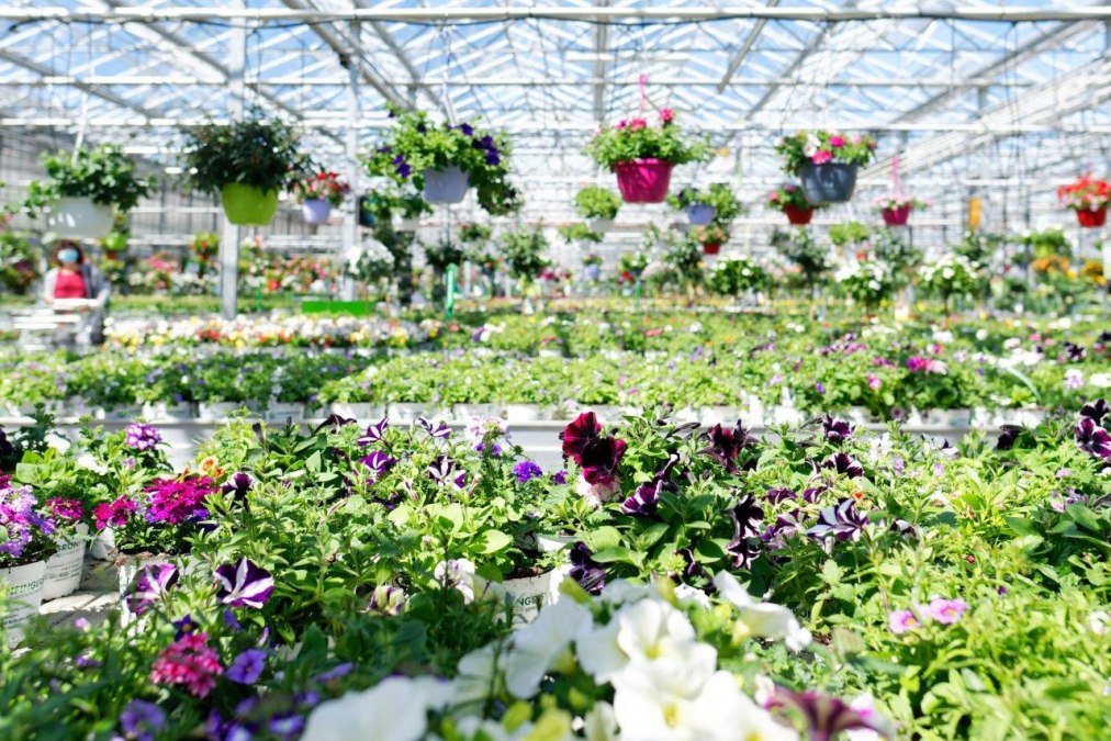 Best quality from our own nursery, © Grönfingers Rostock