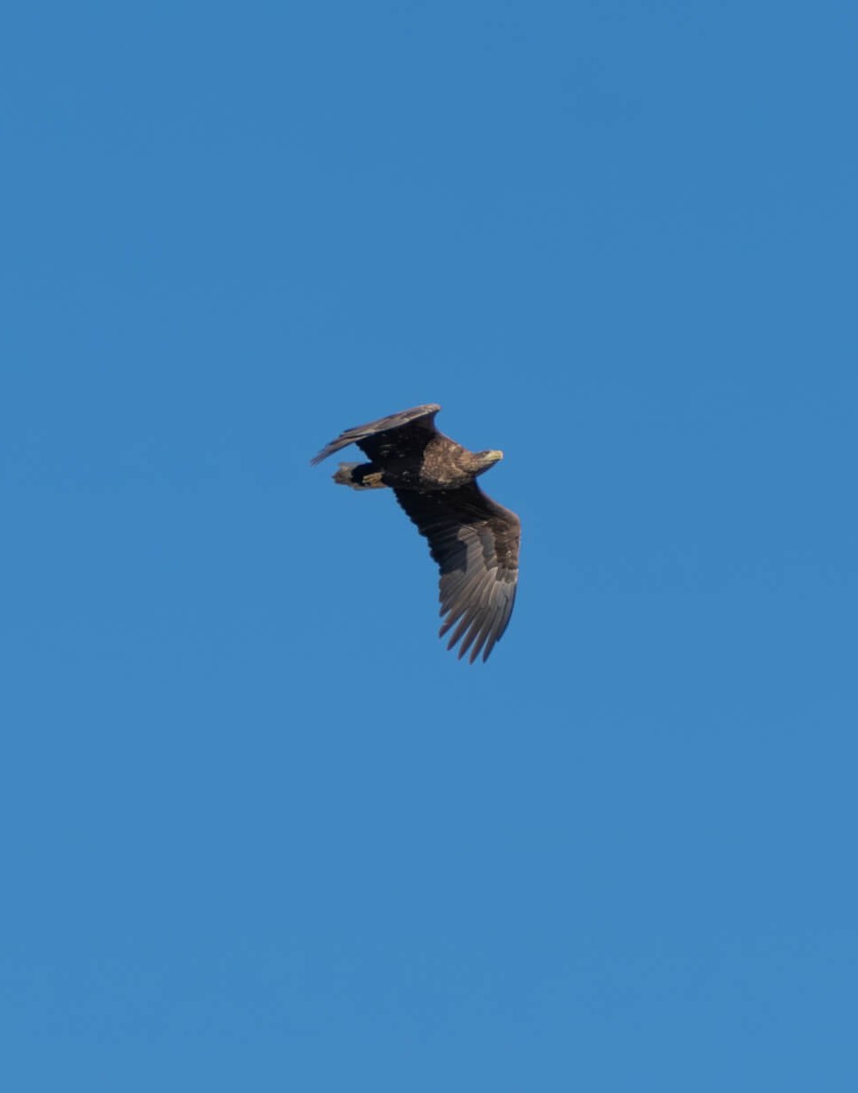 Osprey in flight against a cloudless blue sky. // An impressive osprey glides elegantly through the clear blue sky above the Peene. // © MV-T/Scholz-Witzel Osprey in flight against a cloudless blue sky.