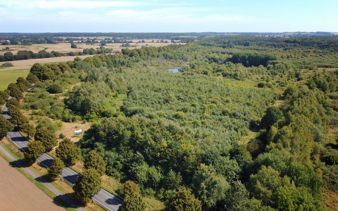 Klimaatbos Biosfeerreservaat Schaalsee, © Landesforst MV