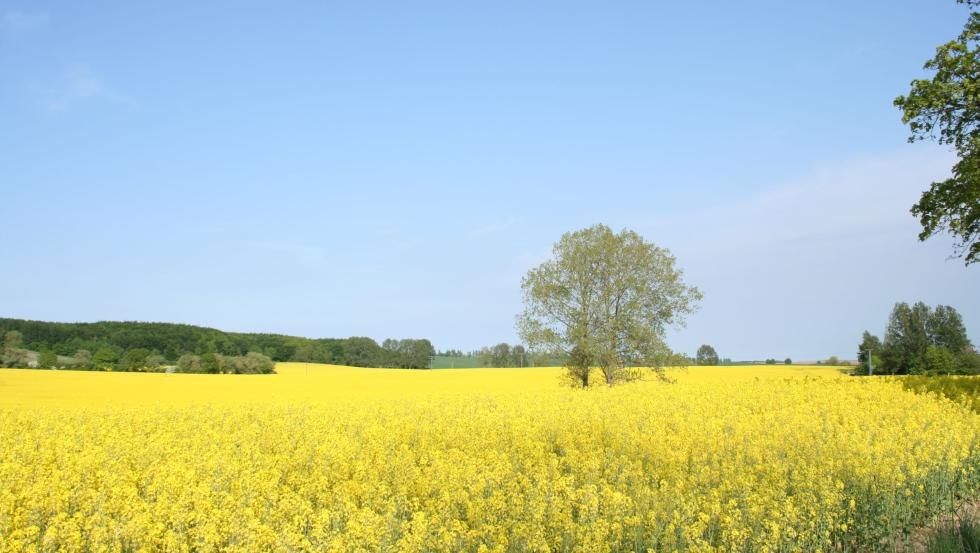 Zicht op de koolzaadbloesem vanuit het beeldenpark, © Klaus-Dieter Bartsch