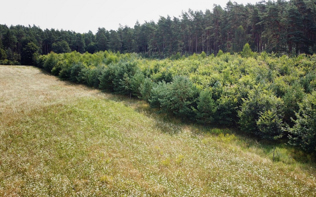Klimatyczny las Neustrelitz, © Landesforst MV